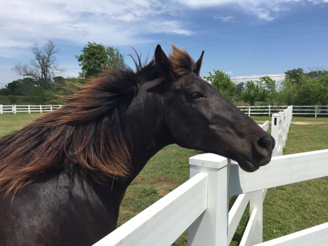 Horse with mane in the wind