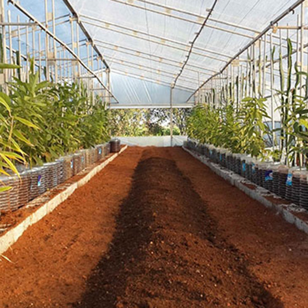 Vegetable Garden